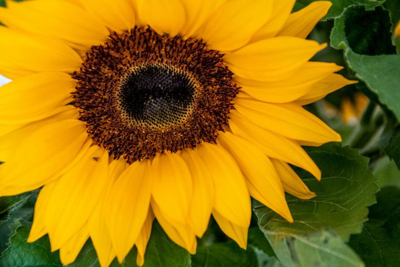 Free stock image of Sunflower created by Luka