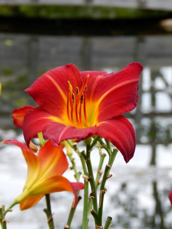 Free stock image of Lily created by H Roberts