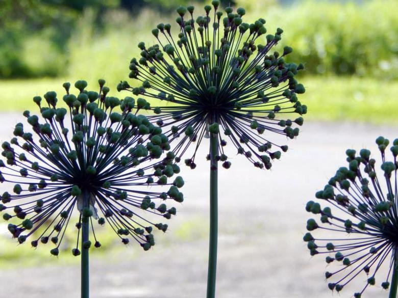 Free stock image of Flowers created by H Roberts