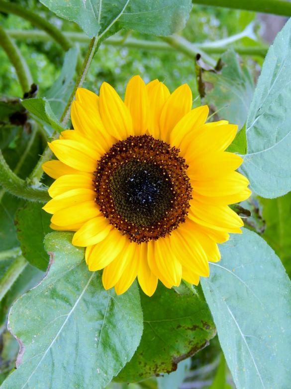 Free stock image of Sunflower created by H Roberts
