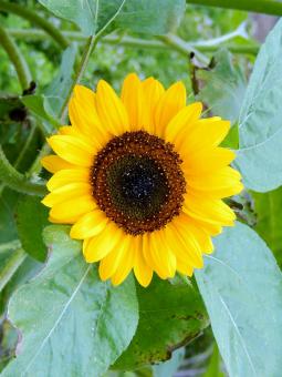 Sunflower - Free Stock Photo
