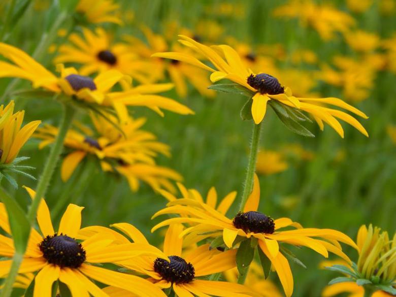 Free stock image of Brown Eyed Susan created by H Roberts