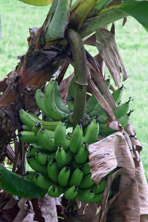 Free stock image of Banana created by Geoffrey Whiteway