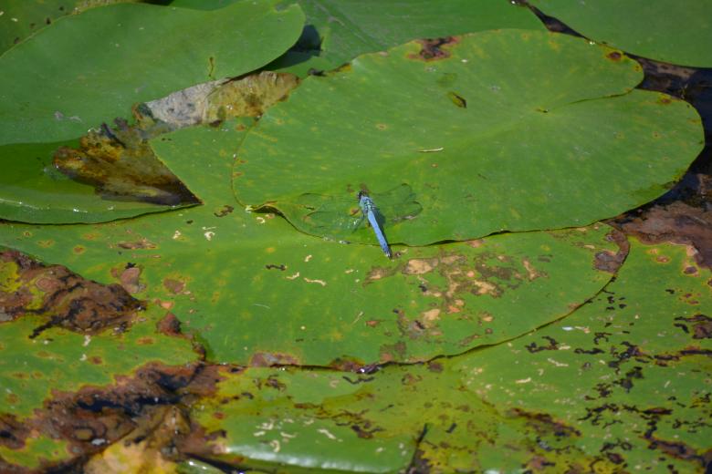 Free stock image of Dragon Fly created by Vincent alvino