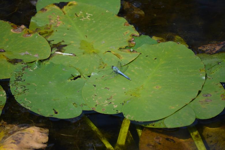 Free stock image of Dragon Fly created by Vincent alvino