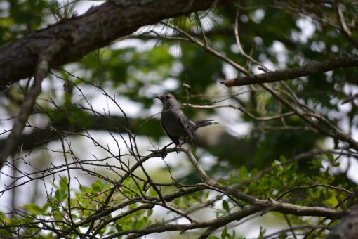 Free Stock Photo of Black Bird On a Branch.