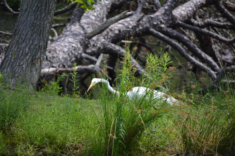 Free stock image of Great White Heron created by Vincent alvino
