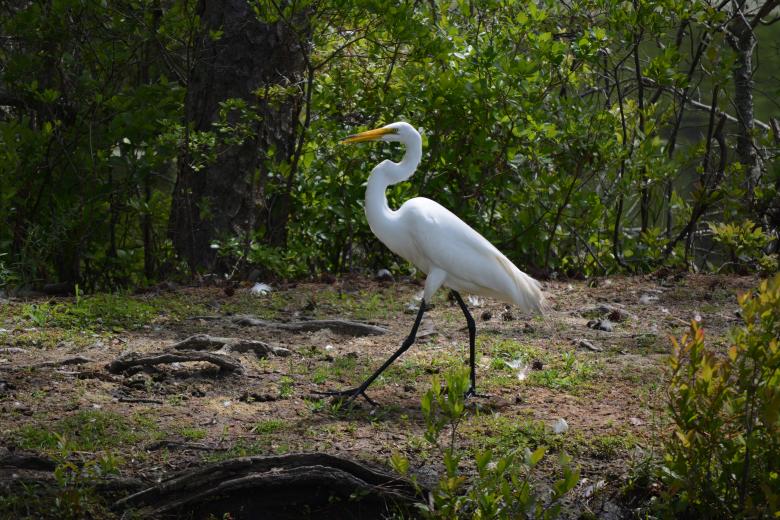 Free stock image of Great White Heron created by Vincent alvino
