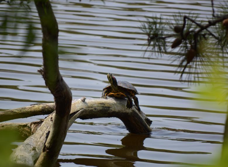 Free stock image of Turtle Sunning Itself created by Vincent alvino