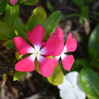 Free Stock Photo of Flower