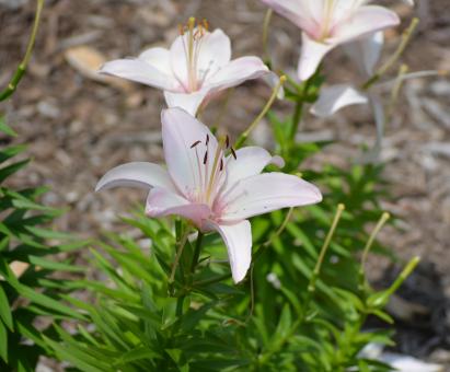 Free Stock Photo of Flower