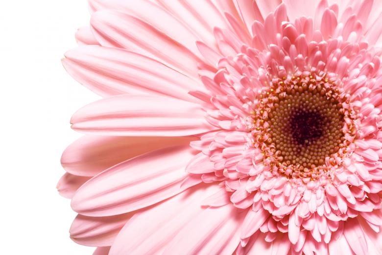 Free stock image of Gerbera created by 2happy