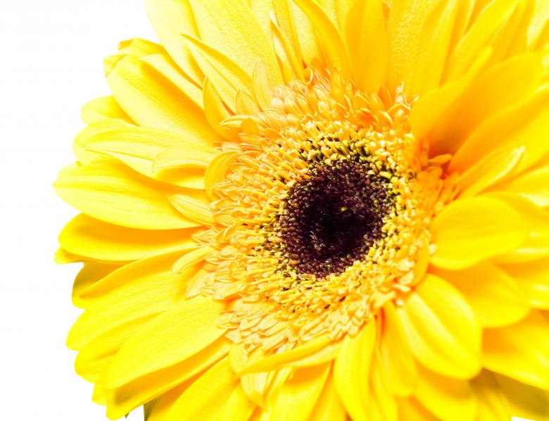 Free stock image of Gerbera created by 2happy