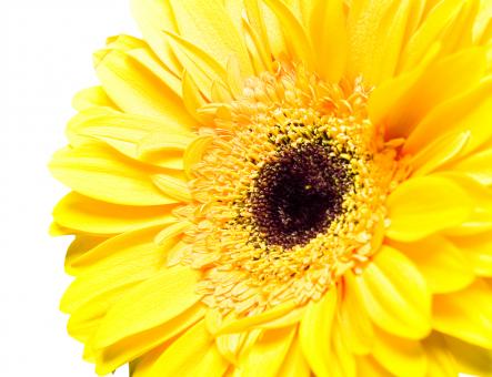 Free Stock Photo of Gerbera
