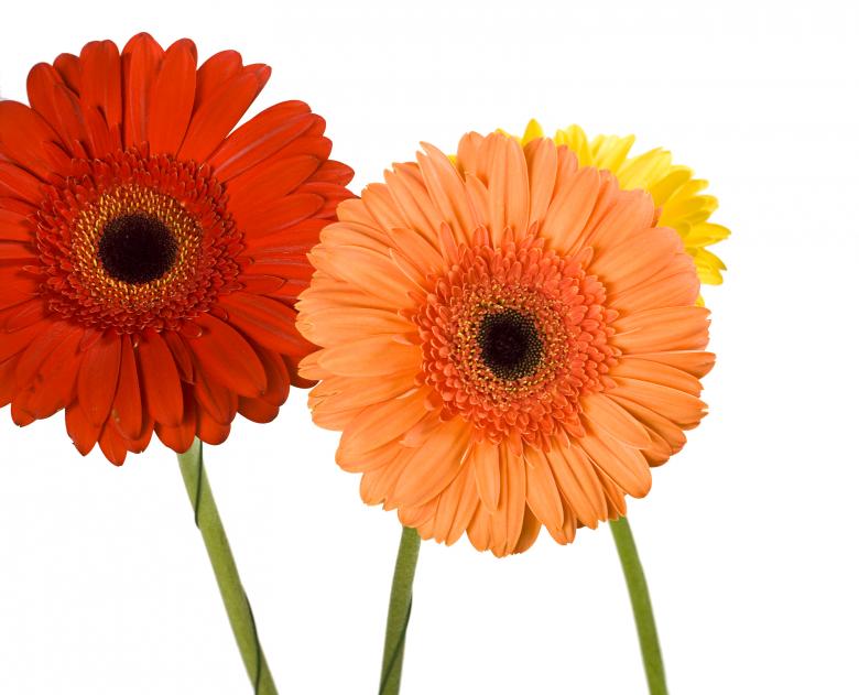 Free stock image of Gerbera created by 2happy