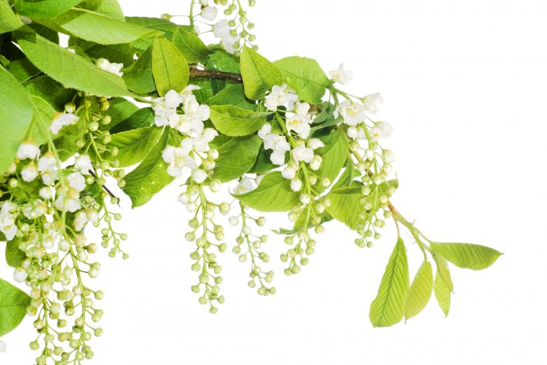 Free stock image of flowers created by 2happy