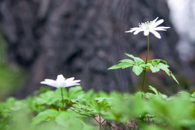 Free stock image of flowers created by 2happy