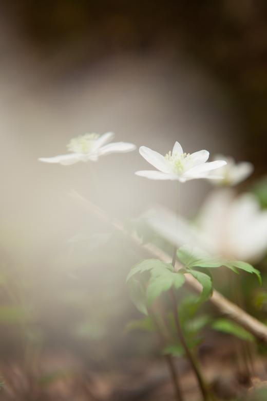 Free stock image of flowers created by 2happy