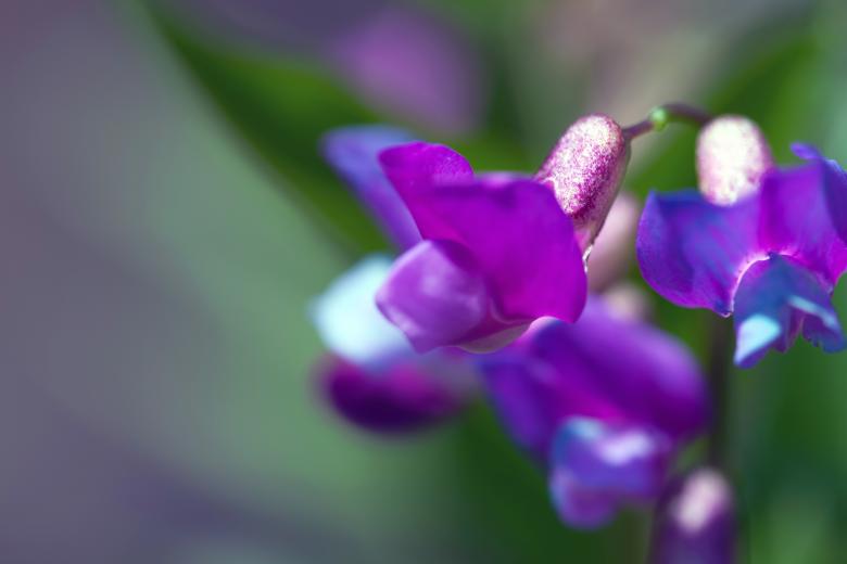 Free stock image of flowers created by 2happy