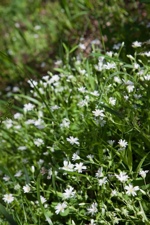 Free stock image of flowers created by 2happy