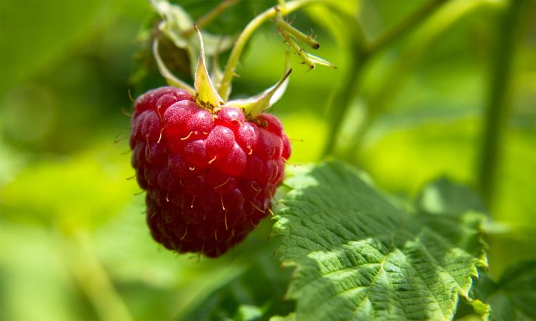 Free stock image of Raspberry created by Alen