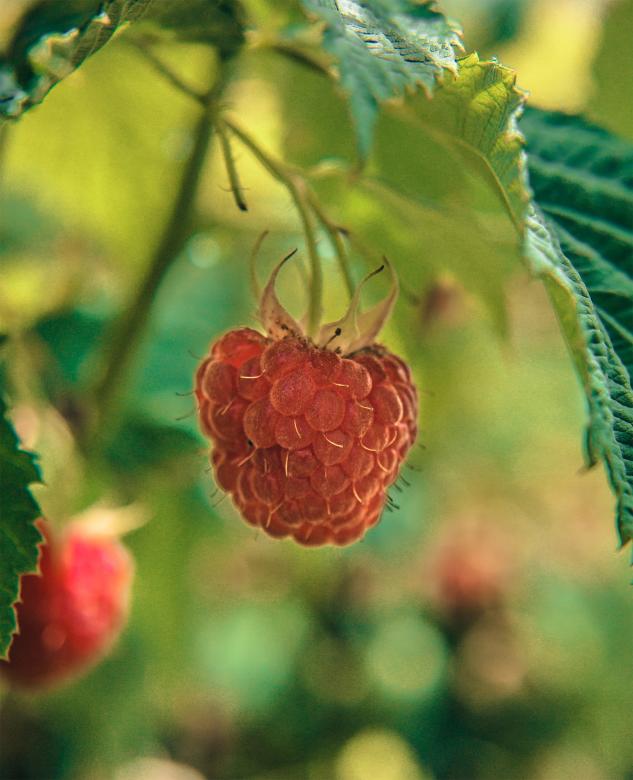 Free stock image of Raspberry created by Alen
