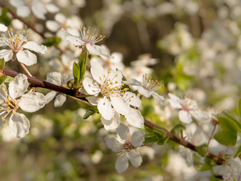 Free stock image of Blooming trees created by Janis Urtans