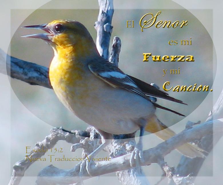 Free stock image of Fuerza y Cancion created by DFNatureAwed