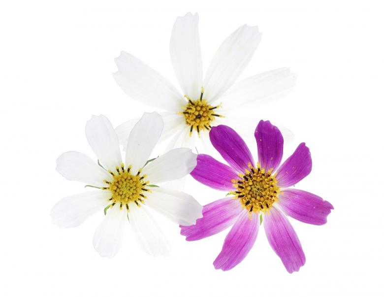 Free stock image of White and pink flowers created by 2happy
