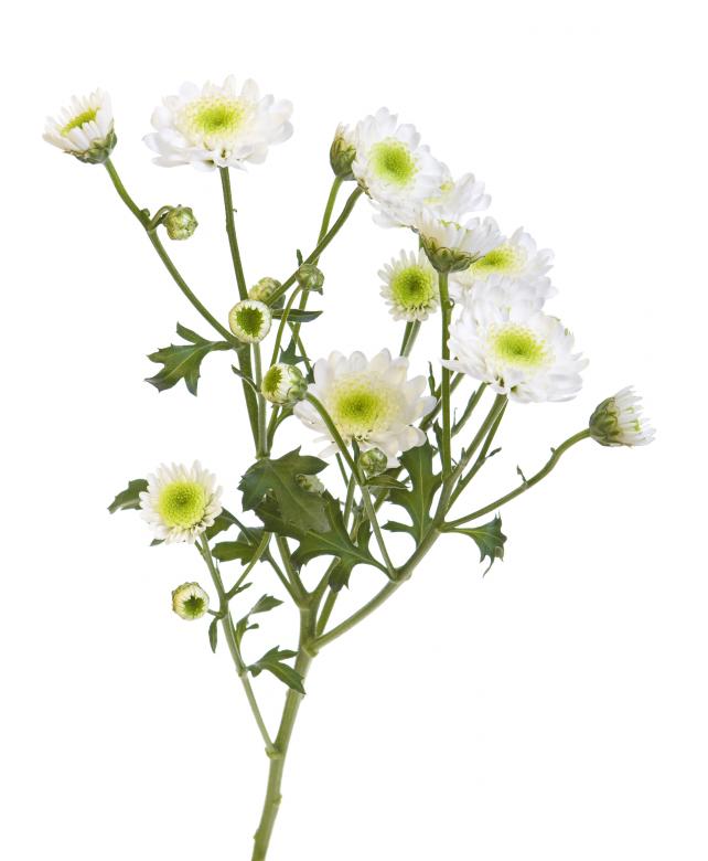 Free stock image of Isolated flower created by 2happy