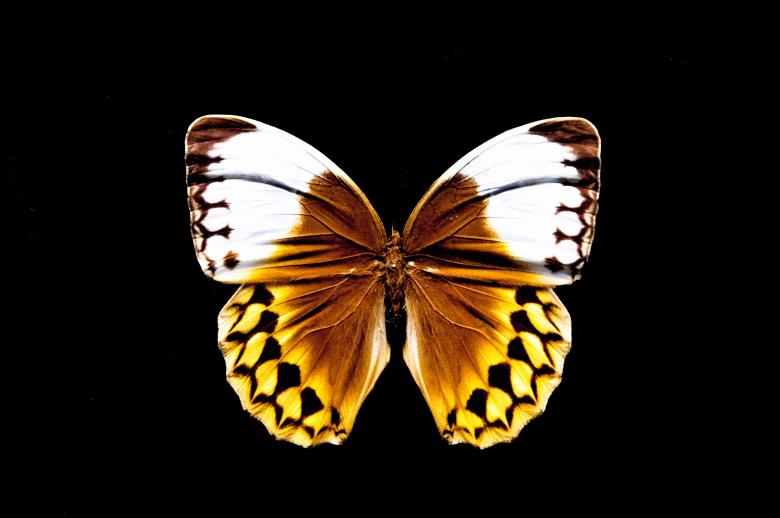 Free stock image of Butterfly with open wings created by Luka