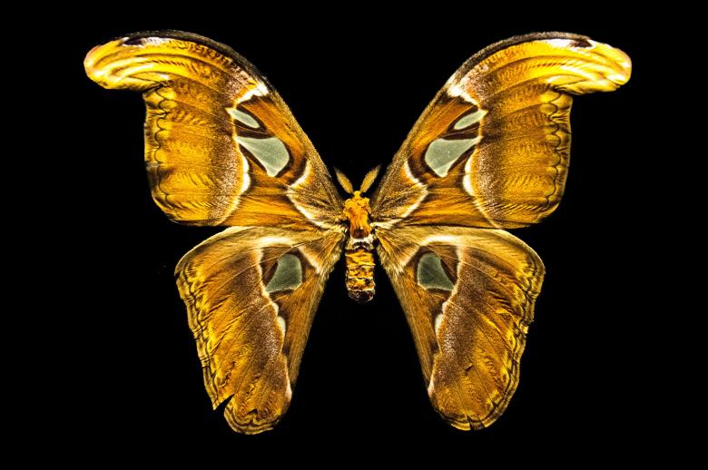 Free stock image of Butterfly with open wings created by Luka