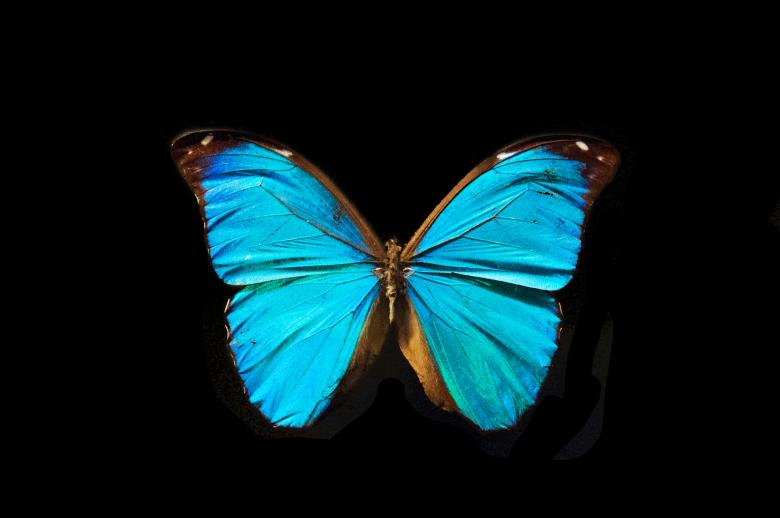 Free stock image of Butterfly with open wings created by Luka