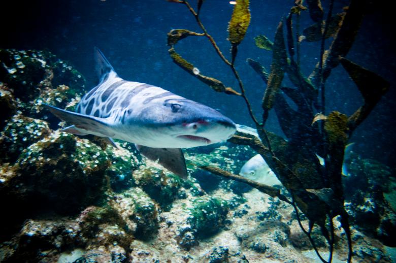 Free stock image of Shark swimming created by Luka