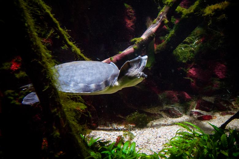 Free stock image of turtle swimming created by Luka