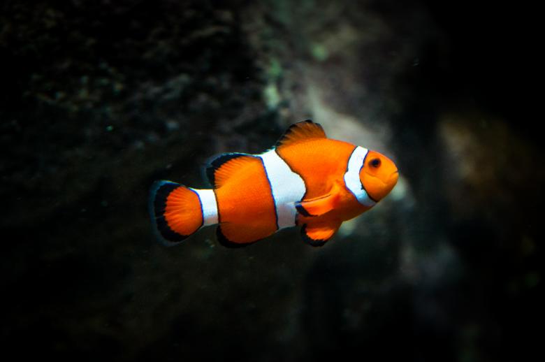 Free stock image of Clownfish Fish created by Luka