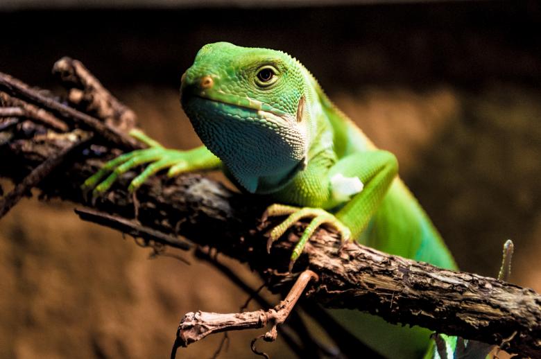 Free stock image of Water dragon lizard created by Luka