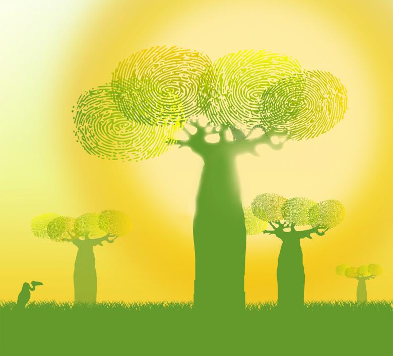Free stock image of Fingerprints on Baobab Trees created by Jack Moreh