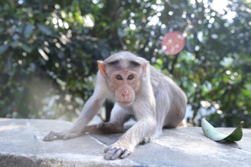 Wild Monkey - Free Stock Photo