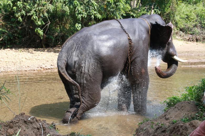 Free stock image of Elephant Bathing created by Wilson Paul 