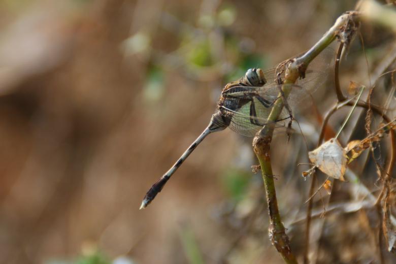 Free stock image of Fly Closeup created by Wilson Paul 