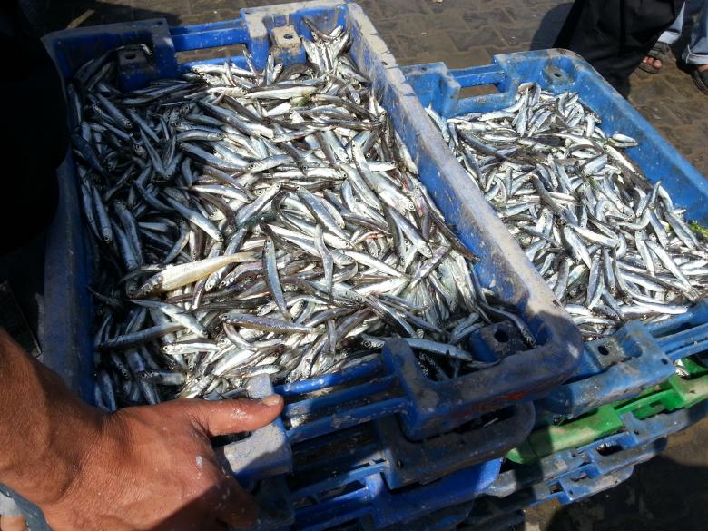 Free stock image of Fish Containers created by naser abd