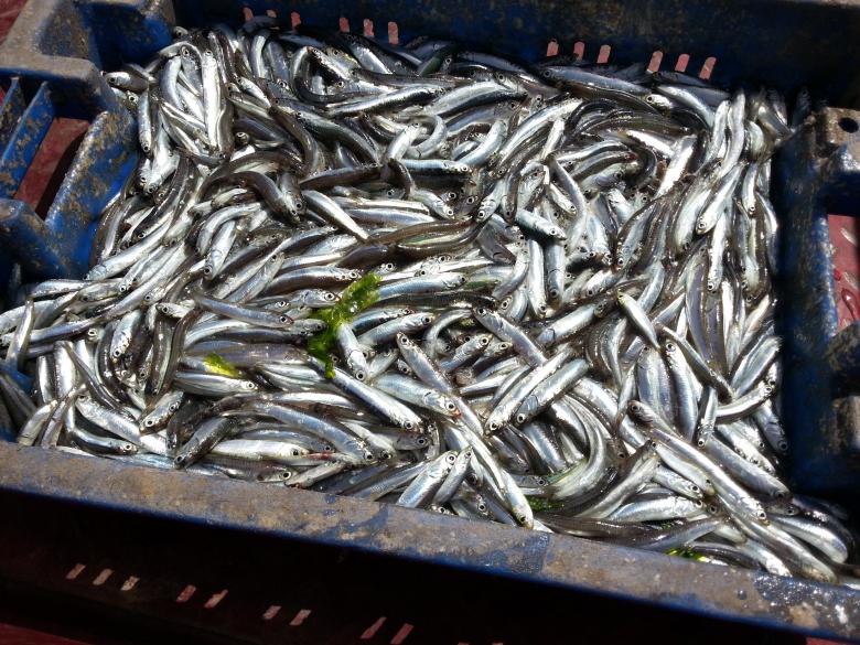 Free stock image of Fish Container created by naser abd
