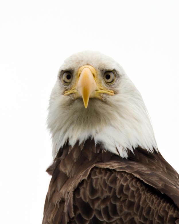 Free stock image of American Bald Eagle created by Geoffrey Whiteway