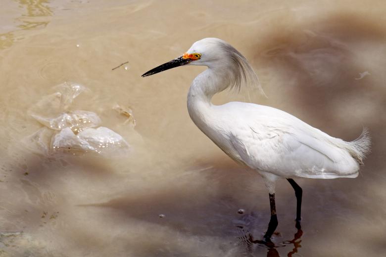 Free stock image of Snowy Egret created by Geoffrey Whiteway