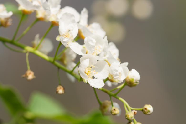Free stock image of flowers created by 2happy