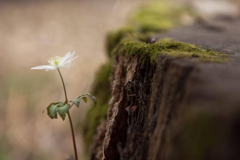 Free stock image of Single Flower created by 2happy