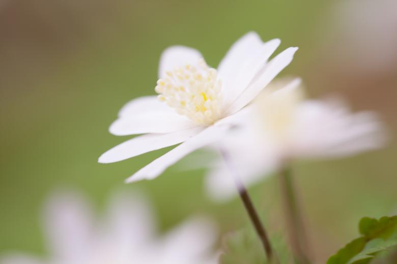 Free stock image of flowers created by 2happy