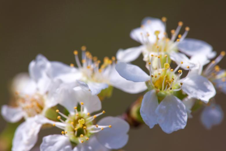 Free stock image of flowers created by 2happy