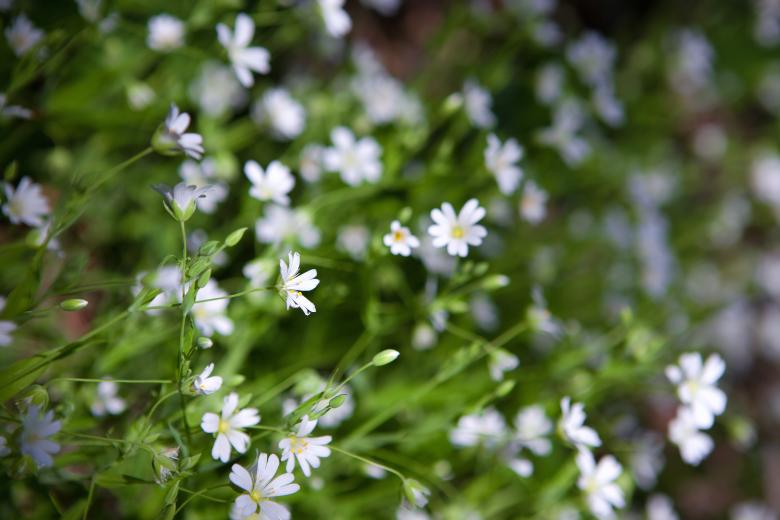 Free stock image of flowers created by 2happy